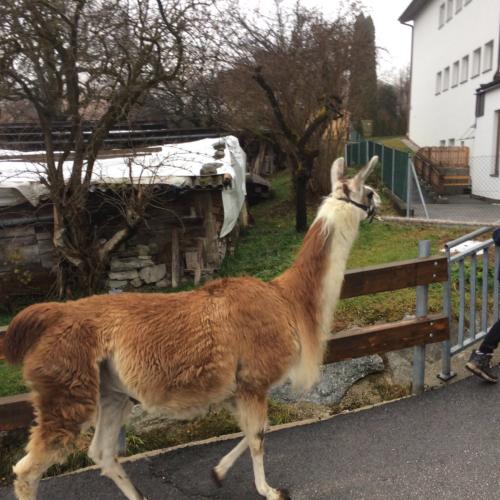 Alpaka