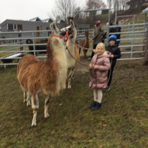 Alpaka